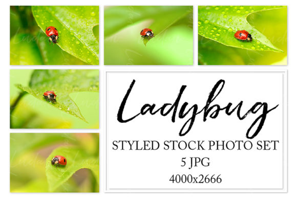 Download Ladybug. Styled Stock Photo Set - Styled Collection